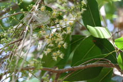 Syzygium nervosum